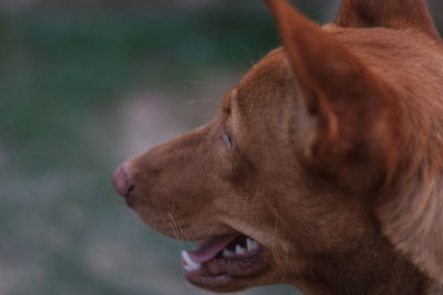 Close-up of dog looking away