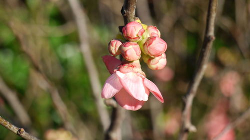 Close-up of flower and buds growing on plant