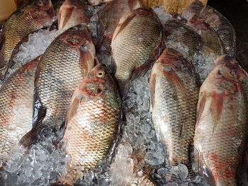 High angle view of fish for sale in market