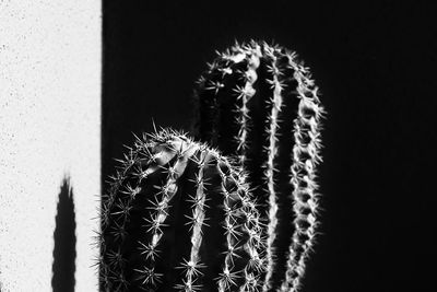 Close-up of cactus flower at night