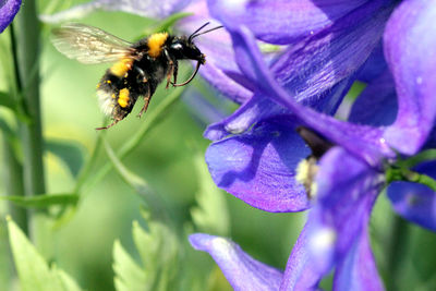 Close-up of bee pollinating on purple flower