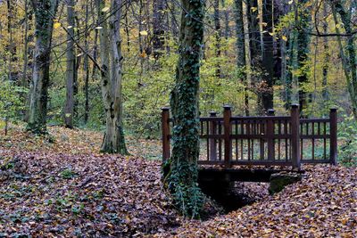 Trees in forest during autumn