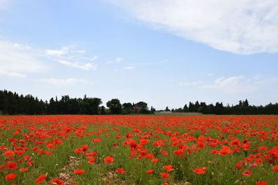 Scenic view of red flowering plants on field against sky