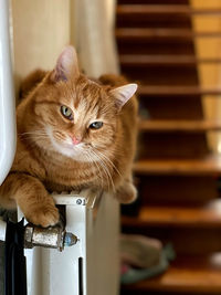 Close-up portrait of a cat