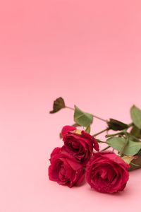 Close-up of red roses against pink background