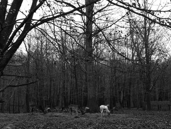 Sheep on tree trunk against bare trees