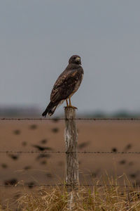 Bird perching on wooden post