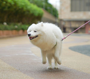 Close-up of white dog