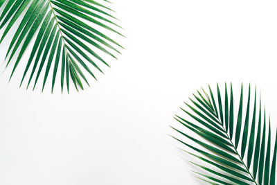 Close-up of palm leaves against white background