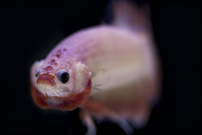 Close-up of fish swimming in sea