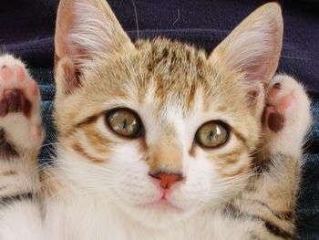 Close-up portrait of cat