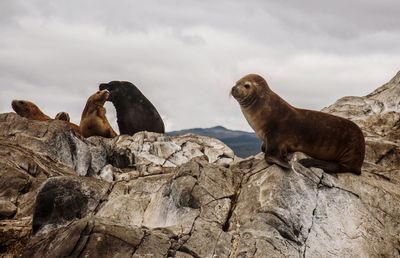 Beagle channel