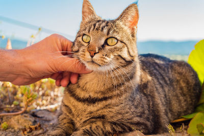 Close-up of hand holding cat against sky