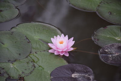 Close-up of lotus water lily in pond