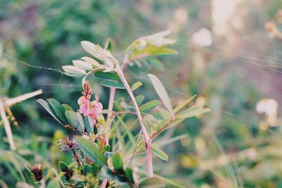 Close-up of flowers blooming outdoors