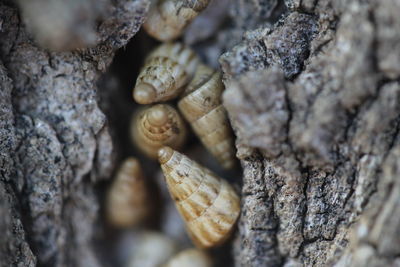 Close-up of tree trunk