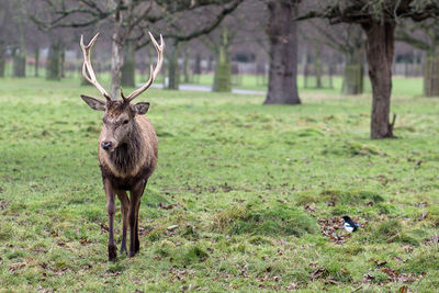 Deer on grassy field