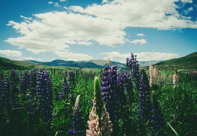 Scenic view of landscape against cloudy sky