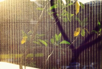 Plants growing in pond