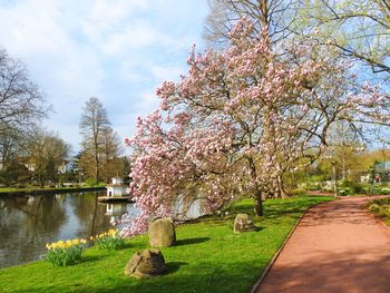 Fresh flowers by trees against sky
