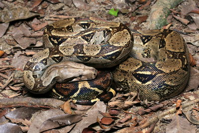 Close-up of snake