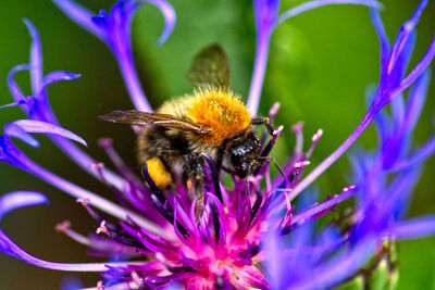 Honey bee pollinating on purple flower