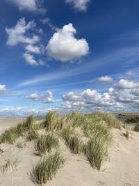 Sand dunes on the coast on a summer day with green dune grass and blue sky and puffy white clouds