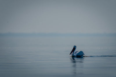 Man swimming in sea