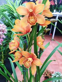 Close-up of day lily blooming outdoors