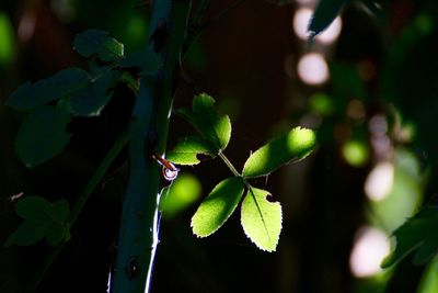 Close-up of plant