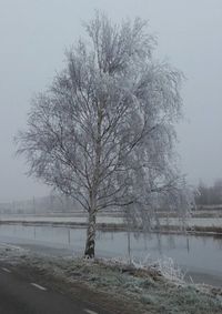 Bare tree against sky during winter