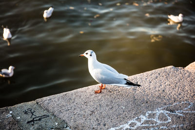 High angle view of seagull perching on rock