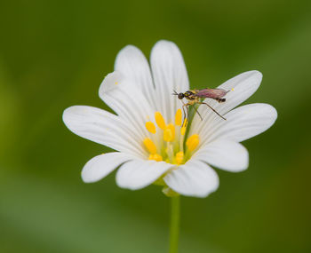 Close-up of bee on white flower