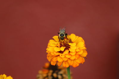 Close-up of bee pollinating on flower