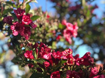 Close-up of pink flowering plants