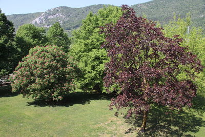 View of flowering plants on land