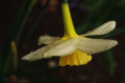 Close-up of water drops on yellow flower