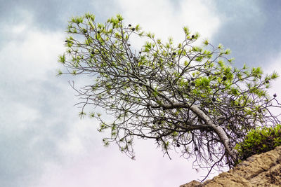 Low angle view of flowering tree against sky