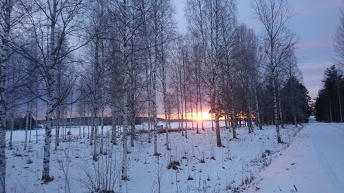 Bare trees on snow covered landscape