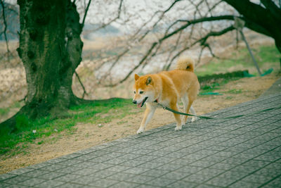 Shiba inu dog walking on footpath