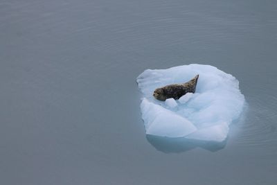 High angle view of seal on iceberg at sea