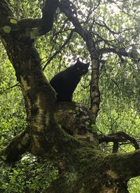 Low angle view of lizard on tree in forest