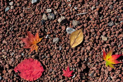 Autumn fallen red maple leaves on the ground. close-up, top view from above. fall seasonal concept 