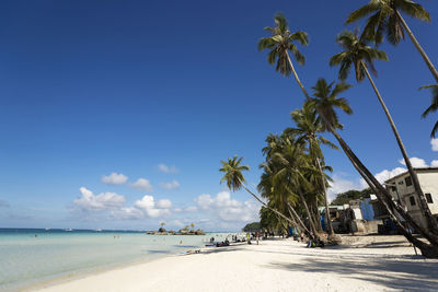 Palm trees on beach against blue sky