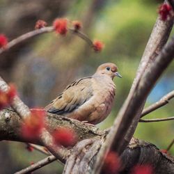 Close-up of bird perching on branch