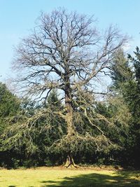 Bare tree on field against sky