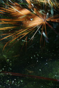 Close-up of plants in sea