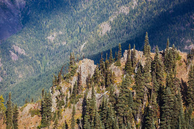 High angle view of pine trees in forest