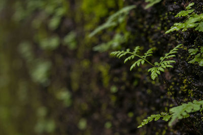 Close-up of lichen growing on tree