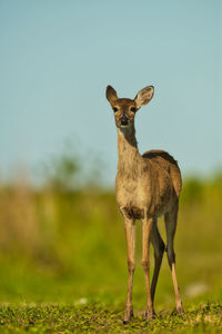 Deer standing on field against sky